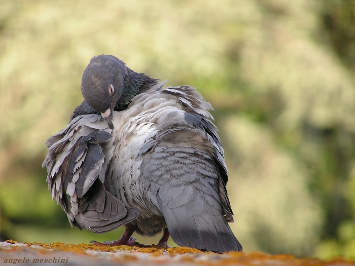 Piccione domestico in preening